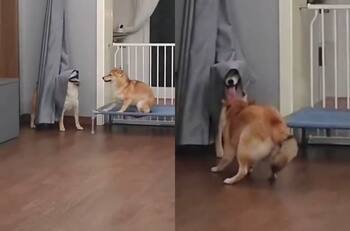 VIDEO | ¿Quieres jugar? Perro se disfraza con una cortina y se vuelve viral en redes sociales