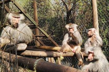 Dentro de la RM: Este refugio de primates ofrece visitas guiadas por $8.500