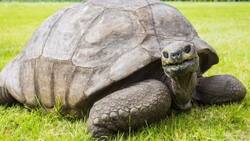 Nació tras la muerte de Napoleón: Él es Jonathan, la tortuga más vieja de la historia que cumplió 190 años