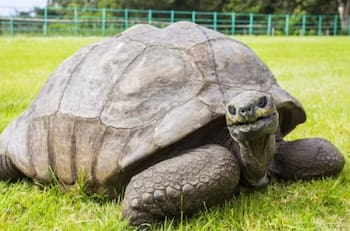 Nació tras la muerte de Napoleón: Él es Jonathan, la tortuga más vieja de la historia que cumplió 190 años