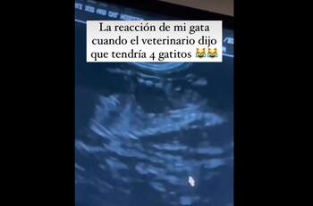 VIDEO | ¡Impactada! Gata se sorprende al descubrir que tendrá cuatro mininos