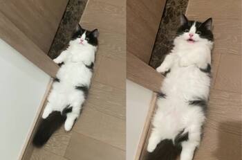 VIDEO | Gato le responde a su dueño y se transforma en viral a través de redes sociales