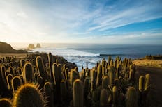El santuario costero a 3 horas de Santiago que es un pulmón verde con cactus milenarios, acantilados y entrada gratuita