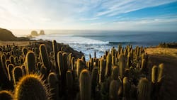 El santuario costero a 3 horas de Santiago que es un pulmón verde con cactus milenarios, acantilados y entrada gratuita