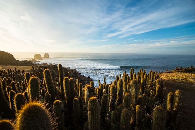 Este santuario natural ofrece una de las vistas más hermosas de la costa de la zona centro sur de Chile. Foto: puntadelobos.org