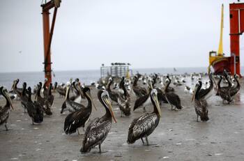 Gripe aviar: SAG detectó dos nuevos casos en Iquique y Antofagasta
