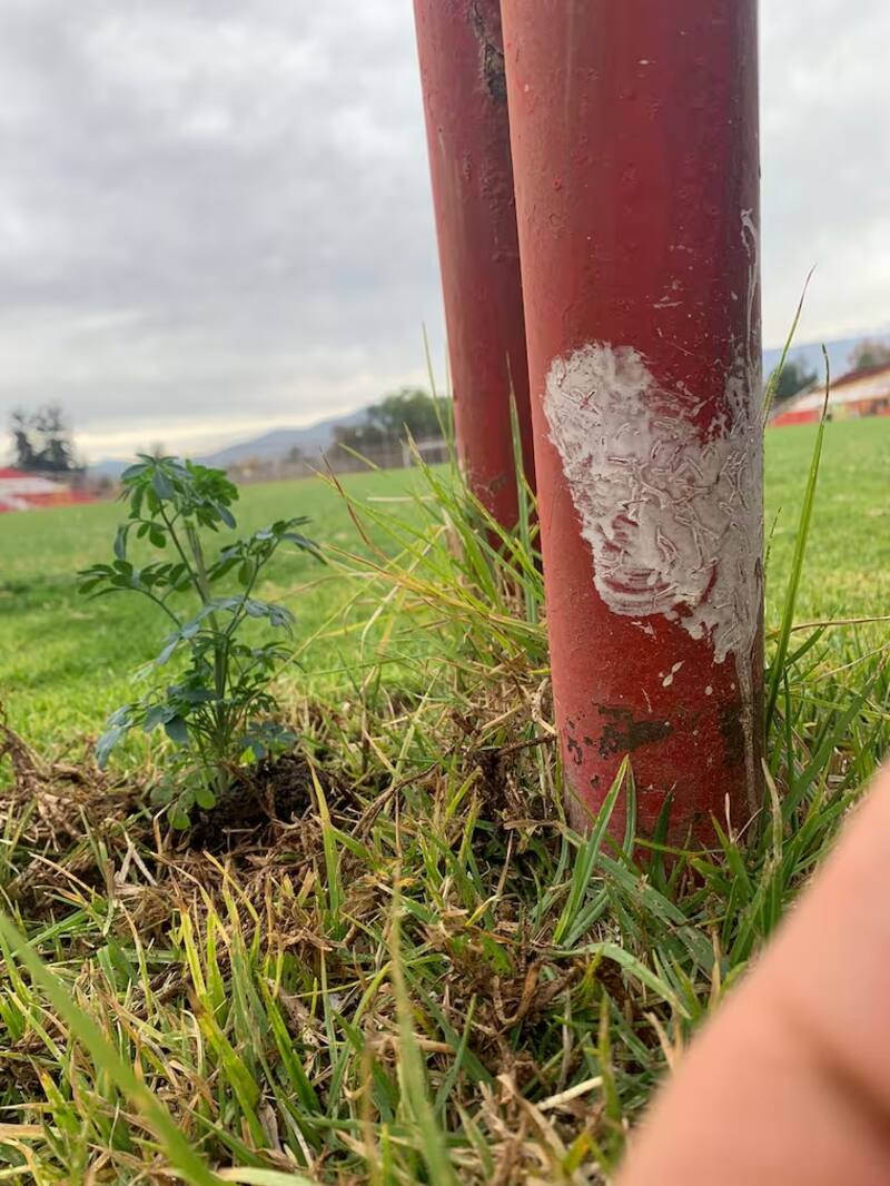 Unión San Felipe plantó ruda en el Estadio Municipal. FOTO: Radio ADN, Eugenio Cornejo.