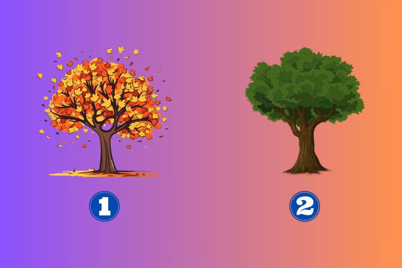 ¿Qué dice de ti el árbol que elijas?