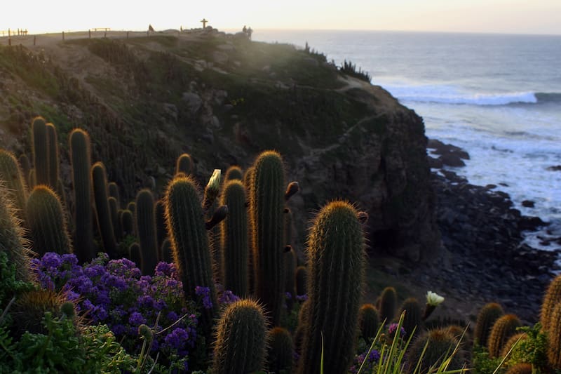 La flora del lugar es conservada gracias a la administración que administra el santuario. Foto: puntadelobos.org