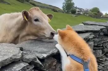 VIDEO | Perro akita y vacas se hacen viral por su particular forma de relacionarse