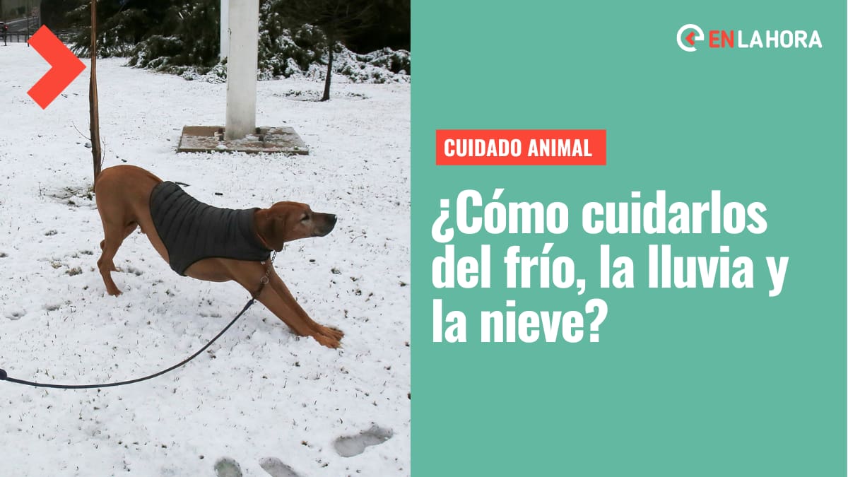 Que no les pase nada: Estas son las recomendaciones a seguir para proteger a tu mascota del frío