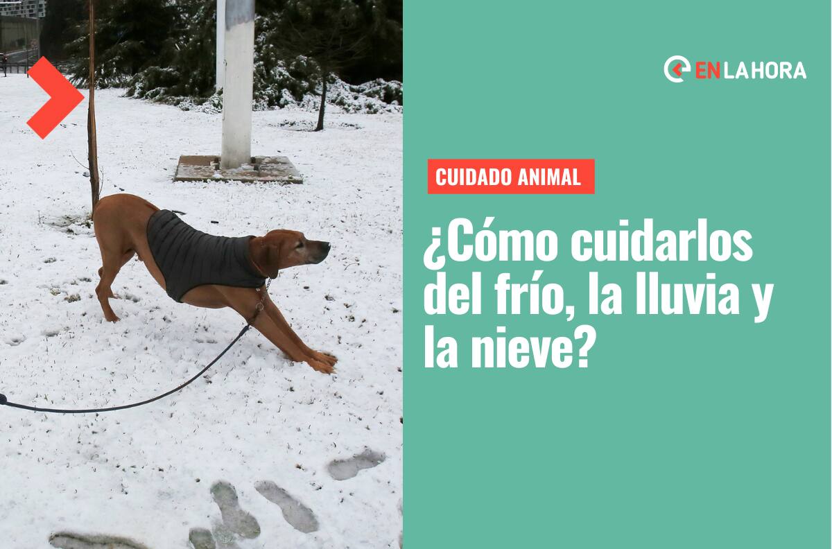 Que no les pase nada: Estas son las recomendaciones a seguir para proteger a tu mascota del frío