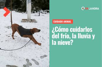 Que no les pase nada: Estas son las recomendaciones a seguir para proteger a tu mascota del frío
