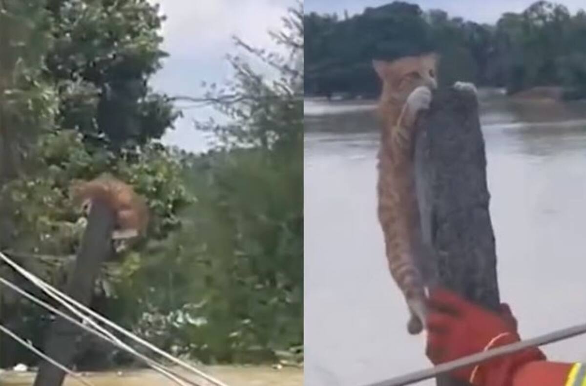VIDEO | Gato estaba aferrado a un pilar en medio de inundación en China: Así lograron salvarlo