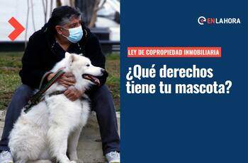 ¿Qué animales se pueden tener en departamentos? Revisa acá el detalle y qué dice la ley