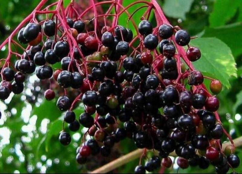 Conoce cómo se limpian correctamente.