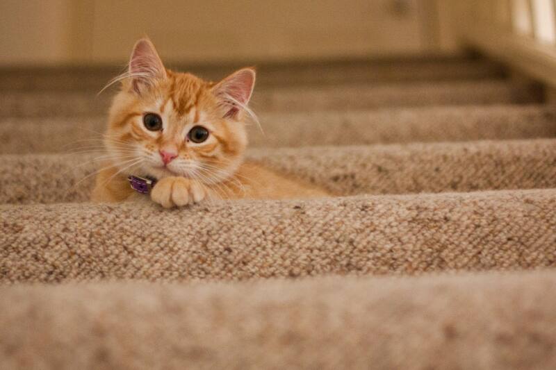 En los gatos se logra evitar el marcaje de territorio. Créditos: Canva