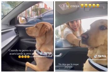 Video | Mira el enojo de este perrito al descubrir que su dueña le era infiel con otro can