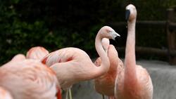 Zoológicos metropolitanos anuncian reapertura: horarios, aforos y cómo comprar las entradas