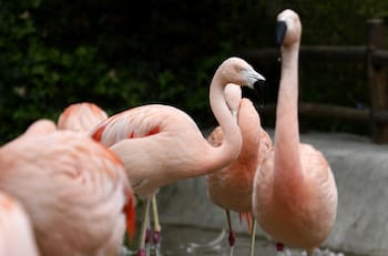 Zoológicos metropolitanos anuncian reapertura: horarios, aforos y cómo comprar las entradas