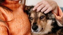 Recupera tu sillón: Conoce estos trucos infalibles para eliminar el olor a orina de tus mascotas