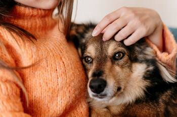 Recupera tu sillón: Conoce estos trucos infalibles para eliminar el olor a orina de tus mascotas
