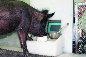 ¿Se imaginan un cerdo jugando FIFA o Fortnite? Científicos dieron a conocer esta opción