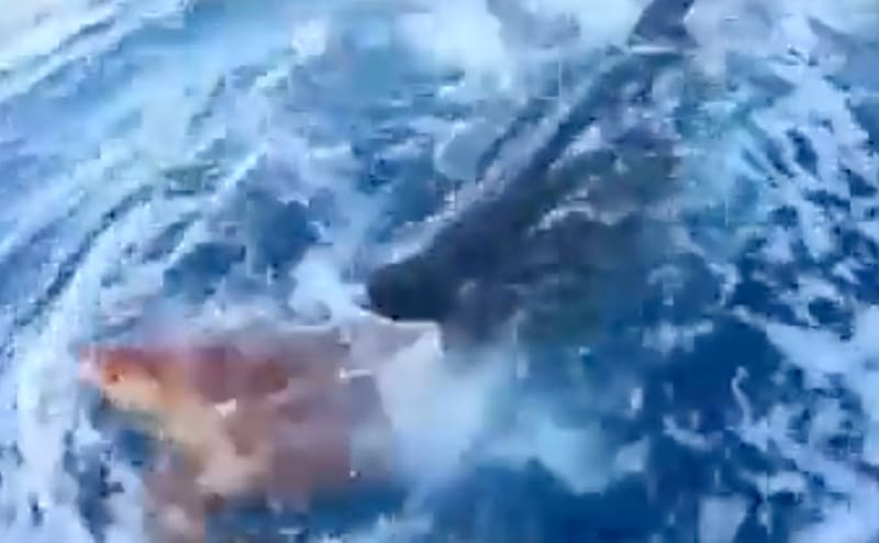 El video del tiburón auxiliando a la tortuga se ha viralizado en redes sociales