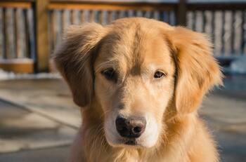 ¡Ojo con las señales!: El comportamiento de tu perro podría avisarte si tu pareja te está engañando