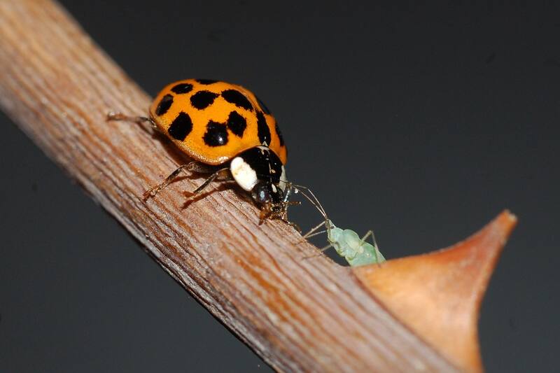 Santiago 24 septiembre 2020
La chinita arlequin o asiatica es una especie invasora que ha sido introducida en diferentes paises como un controlador de plagas agricolas como los pulgones.
Universidad de Chile/Via Aton Chile