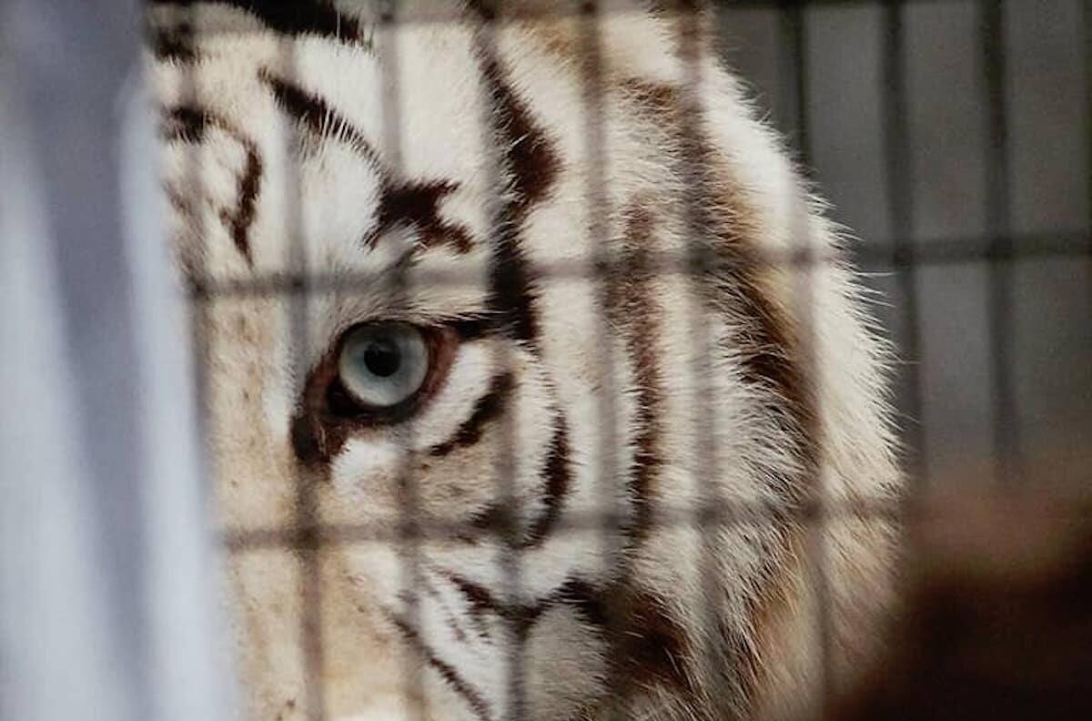Ataque de tigre en Parque Safari de Rancagua: revelan que animal lesionó a tres trabajadores