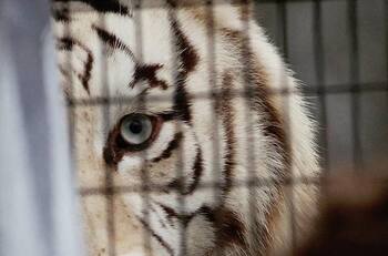 Ataque de tigre en Parque Safari de Rancagua: revelan que animal lesionó a tres trabajadores