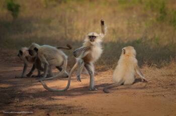 FOTOS I Estos son los ganadores del concurso de imágenes divertidas del mundo silvestre