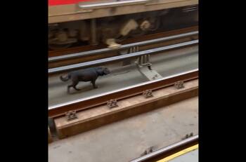 VIDEO | Perro se pasea en las vías del Metro: Informan reducción de velocidad en Línea 4 por rescate