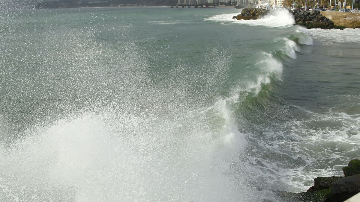 Día Mundial de los Océanos: Las 5 especies marinas chilenas que están en peligro de extinción