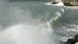 Día Mundial de los Océanos: Las 5 especies marinas chilenas que están en peligro de extinción