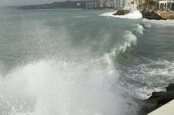 Día Mundial de los Océanos: Las 5 especies marinas chilenas que están en peligro de extinción