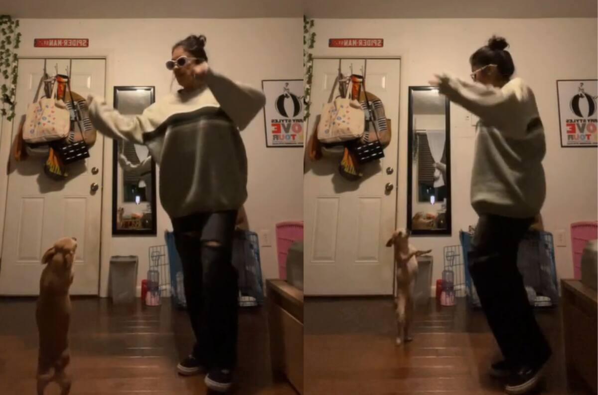VIDEO | "Dale moreno, no pares moreno": Perrita se hace viral por su forma de bailar reggaetón