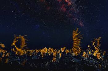 Lluvia de estrellas Delta Acuáridas: ¿Cuándo ver las estrellas fugaces cruzando por Chile?