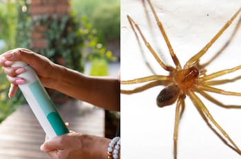 Ya no ocupes los típicos repelentes de arañas: Este es el mejor truco casero para mantener a estos arácnidos lejos de tu hogar