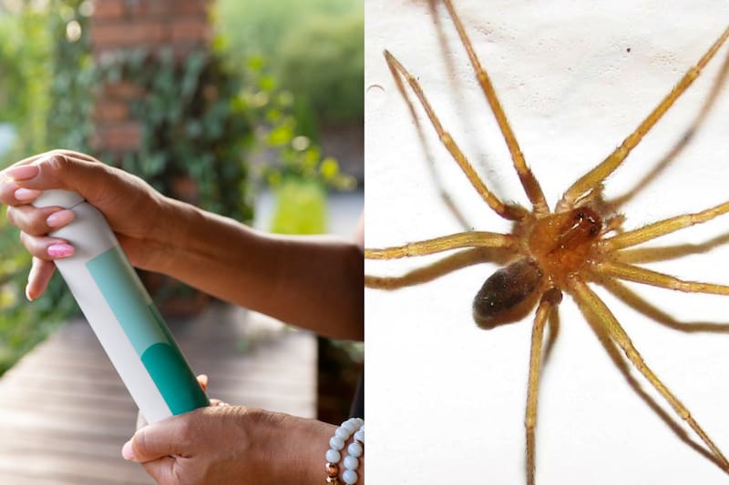 Este es el mejor metodo para evitar la presencia de estos arácnidos.
Foto: Freepik y Museo Nacional de Historia Natural de Chile.