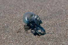 Seremi de Salud retira alerta y prohibición de baño en la región de Valparaíso por presencia de fragata portuguesa