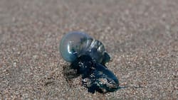 Seremi de Salud retira alerta y prohibición de baño en la región de Valparaíso por presencia de fragata portuguesa