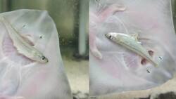 VIDEO | Mantarraya se hace viral por intentar comer un pez: Su contextura física se lo impide