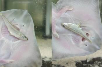 VIDEO | Mantarraya se hace viral por intentar comer un pez: Su contextura física se lo impide