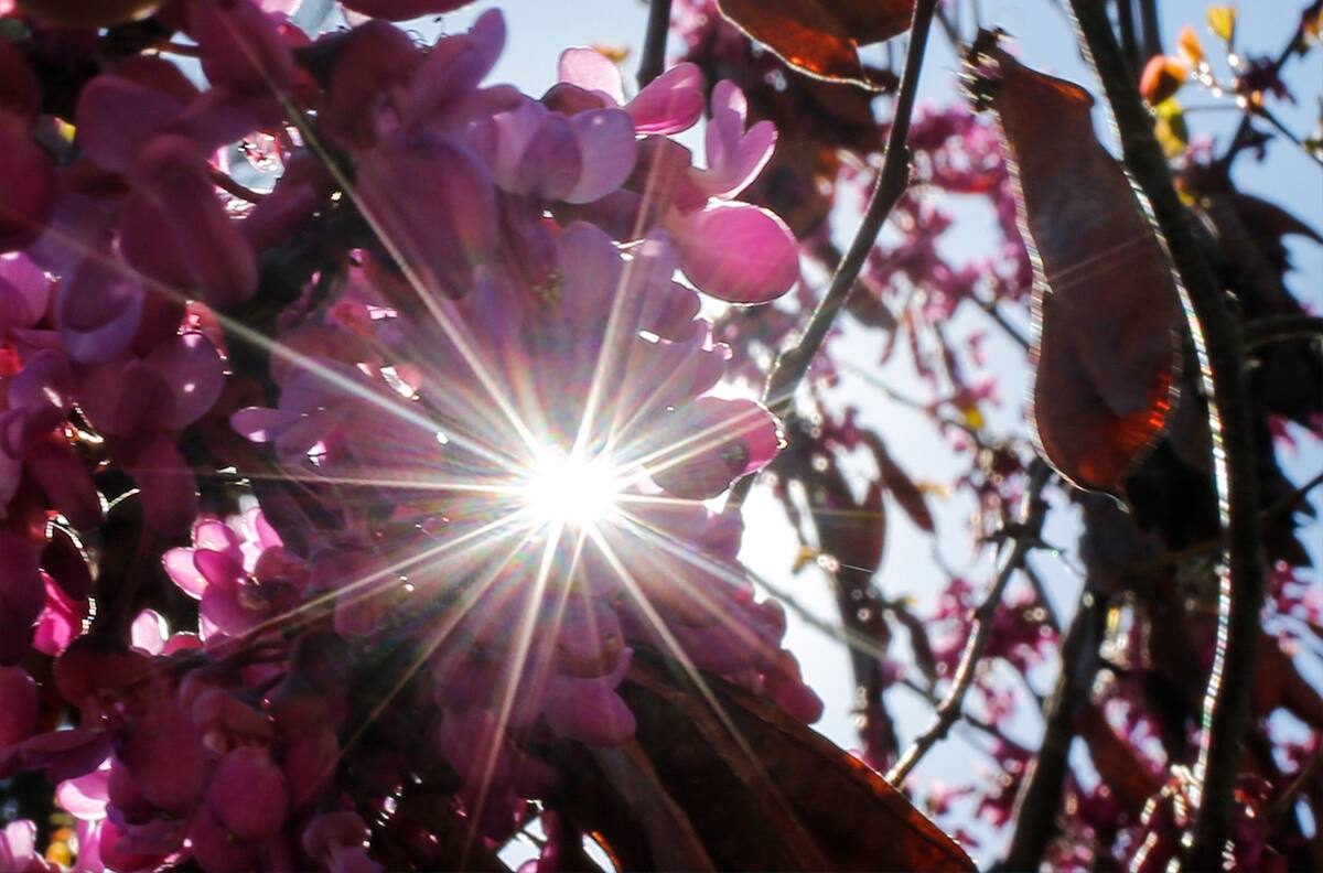 Google le da la bienvenida a la primavera con un exclusivo Doodle