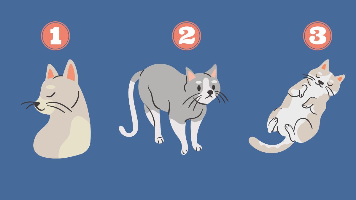 tres gatos haciendo diferentes gestos: el primero mirando hacia el lado, el segundo parado en sus cuatro patas y el tercero acostado de espalda.