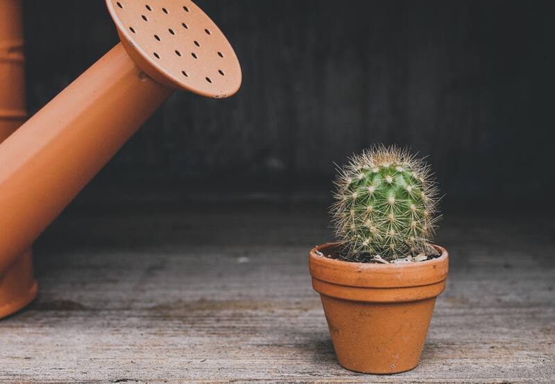 Según la técnica milenaria del FengShui, los cactus pueden interfetir en las relaciones si los mantienes el interior de casa ya que sus espinas y su excesiva energía "yang" son capaces de crear entornos poco acogedores y agresivos. Foto: Befunky