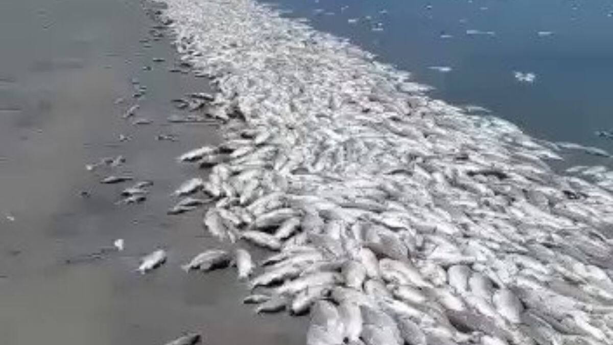 VIDEO | Miles de peces aparecieron muertos producto de la fuerte sequía que sacude a Argentina