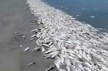 VIDEO | Miles de peces aparecieron muertos producto de la fuerte sequía que sacude a Argentina